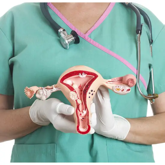 Biopsy : Uterus with Tubes and Ovaries